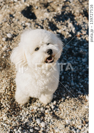 Cute Bichon Frise puppy walking on a beach. Cute Bichon Frise puppy walking on a beach. 139727516