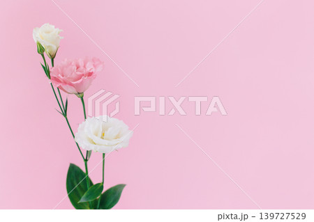 Beautiful white and pink Eustoma (Lisianthus) flowers on a pink pastel background. Beautiful white and pink Eustoma (Lisianthus) flowers on a pink pastel background. 139727529