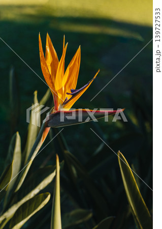 Beautiful Bird of Paradise flower (Strelitzia reginae) in a park. Beautiful Bird of Paradise flower (Strelitzia reginae) in a park. 139727533