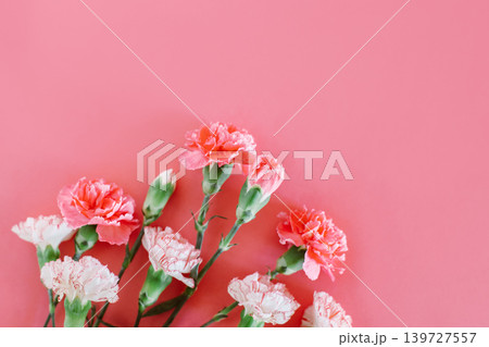 Beautiful pink and white Carnation flowers on a pink pastel background. 139727557