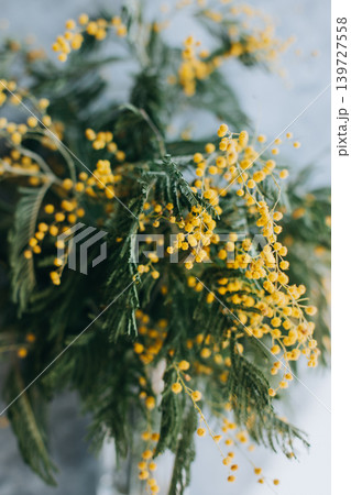 Beautiful yellow mimosa flowers in a vase on a grey background. Beautiful yellow mimosa flowers in a vase on a grey background. 139727558