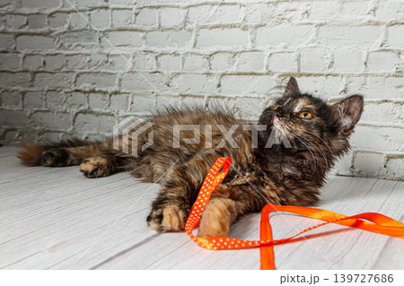 Beautiful little cat girl on a background of a brick wall Beautiful little cat girl on a background of a brick wall 139727686