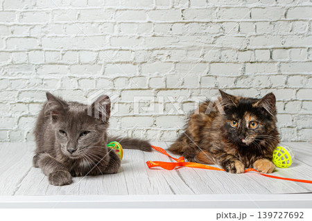 Beautiful couple of gray cat boy and girl on a brick wall background 139727692