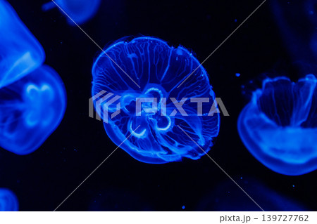 macro aurelia aurita semaeostomeae 139727762