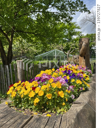 Colorful flower bed featuring yellow, purple, and pink pansies in a wooden 139727827