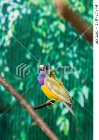 Beautiful birds Guldova Amadina (Erythrura gouldiae) sitting on a branch Beautiful birds Guldova Amadina (Erythrura gouldiae) sitting on a branch 139727844
