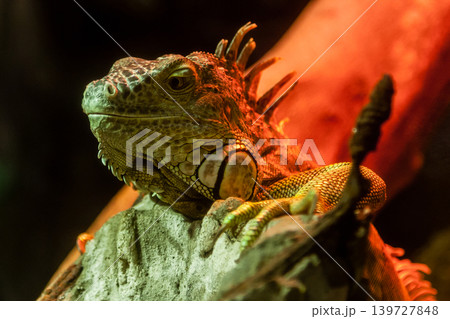 Iguana lies on a branch Iguana lies on a branch 139727848