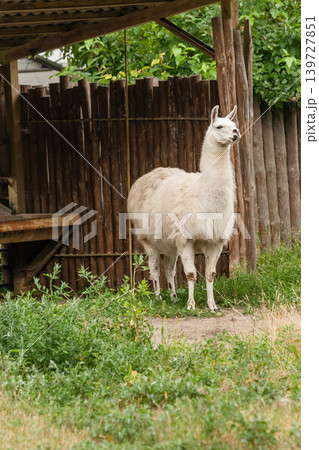 White llama in the yard White llama in the yard 139727851