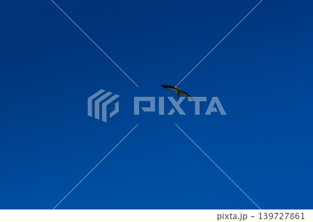 Stork soaring in the blue sky with white clouds 139727861