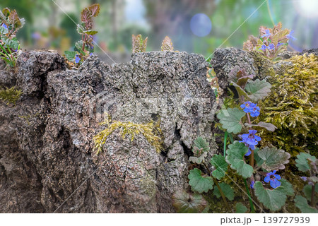 Ground ivy Glechoma hederacea with blue flowers growing on old oak bark and moss in spring forest. Visible species include Quercus robur bark and Bryophyta moss in natural woodland habitat. Ground ivy Glechoma hederacea with blue flowers growing on old oak bark and moss in spring forest. Visible species include Quercus robur bark and Bryophyta moss in natural woodland habitat. 139727939