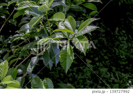 Pachysandra terminalis glossy serrated leaves with dark natural background Pachysandra terminalis glossy serrated leaves with dark natural background 139727992