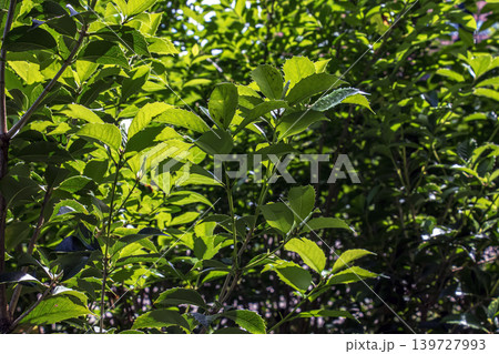 Pachysandra terminalis green foliage illuminated by bright sunlight Pachysandra terminalis green foliage illuminated by bright sunlight 139727993