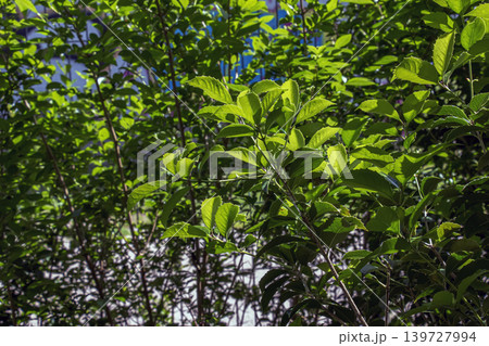 Pachysandra terminalis dense evergreen shrub with fresh green leaves Pachysandra terminalis dense evergreen shrub with fresh green leaves 139727994