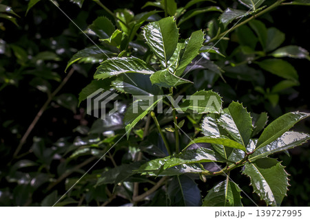 Pachysandra terminalis glossy green leaves in natural sunlight close up 139727995