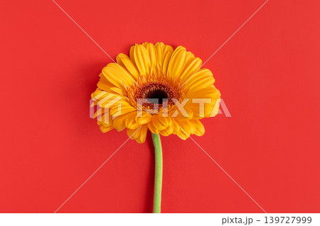 Beautiful yellow Gerbera flower on a bright red background. 139727999
