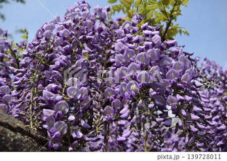 フジの花 フジの花 139728011