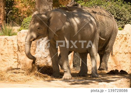 Two Asian elephants standing near a stone wall Two Asian elephants standing near a stone wall 139728086