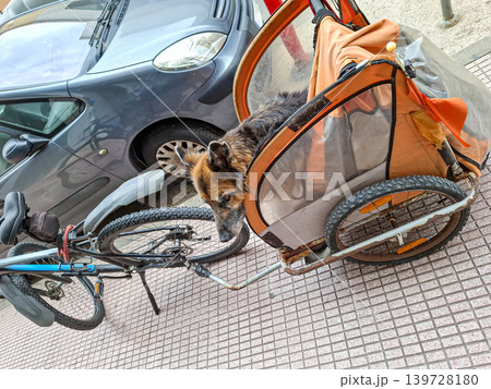 A German Shepherd dog sits inside an orange trailer designed for pets, which is attached to a bicycle. The trailer is parked on the sidewalk beside a car in an urban setting. 139728180