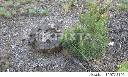 Young green pine tree sprout growing near old rotting wooden stump on dry ground covered with needles, concept of new life and nature regeneration 139728191