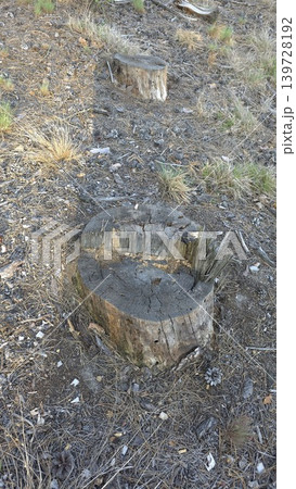 Two old decaying wooden stumps of cut trees on dry sandy forest ground covered with pine needles, concept of deforestation and environmental damage 139728192