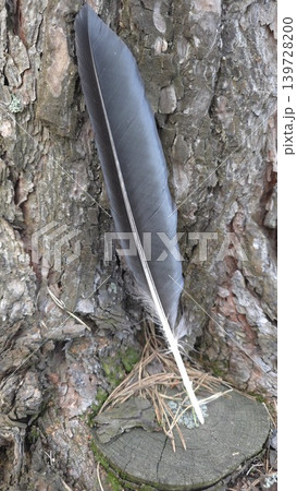 Close-up of a single black bird feather lying on a weathered tree stump amidst dry pine needles and twigs in the forest. Concept of wildlife remains and natural textures Close-up of a single black bird feather lying on a weathered tree stump amidst dry pine needles and twigs in the forest. Concept of wildlife remains and natural textures 139728200