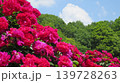 赤いバラと白い雲 139728263