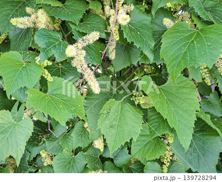 Vitis vinifera plant shows many leaves and young flower clusters on a thick outdoor hedge in a sunny space. The greenery covers a large area. 139728294