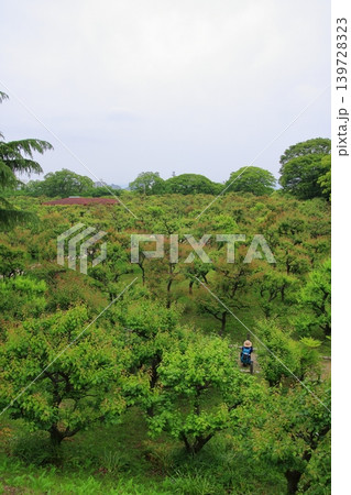 大阪城公園の新緑風景 139728323