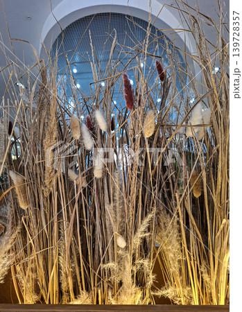 A decorative arrangement features dried pampas grass, fluffy bunny tails, and reeds. Warm light shines from below, enhancing the modern interior's design at a stylish location. A decorative arrangement features dried pampas grass, fluffy bunny tails, and reeds. Warm light shines from below, enhancing the modern interior's design at a stylish location. 139728357