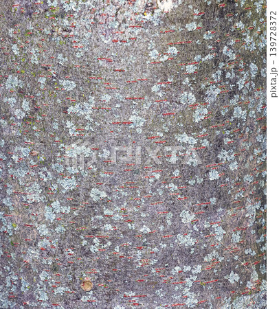 Zelkova serrata tree bark background with pale lichen and red markings Zelkova serrata tree bark background with pale lichen and red markings 139728372