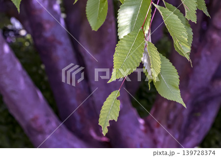 Zelkova serrata green serrated leaves against smooth tree trunks background 139728374