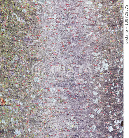 Zelkova serrata bark texture with red lenticels and natural lichen pattern Zelkova serrata bark texture with red lenticels and natural lichen pattern 139728375
