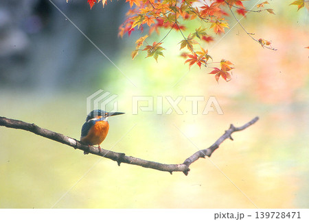 35mmリバーサルフイルム（カラーポジフイルム）で撮影した紅葉の下で枝に佇むカワセミ 139728471