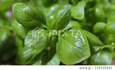 Fresh basil leaves growing in a small garden during summer in bright sunlight Fresh basil leaves growing in a small garden during summer in bright sunlight 139728502