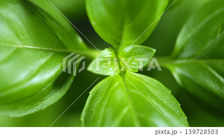 Close view of fresh basil leaves showing details in a garden setting Close view of fresh basil leaves showing details in a garden setting 139728503
