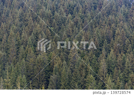 Dense evergreen forest background in alpine Bavaria, Germany 139728574
