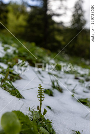 Young green sprout emerging from melting snow in early spring, Bavaria, Germany 139728580