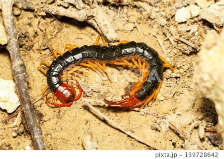 獲物を待つ大きなムカデ 獲物を待つ大きなムカデ 139728642