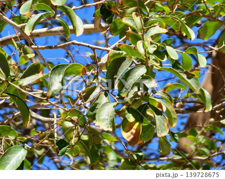Lagerstroemia indica green leaves and branches against blue sky 139728675