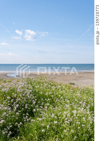 青い海と水平線 空と白い雲と大根菜花 青い海と水平線 空と白い雲と大根菜花 139728773