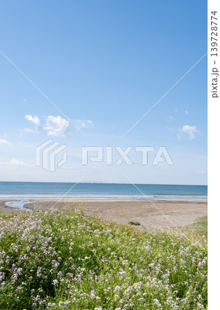 青い海と水平線 空と白い雲と大根菜花 青い海と水平線 空と白い雲と大根菜花 139728774