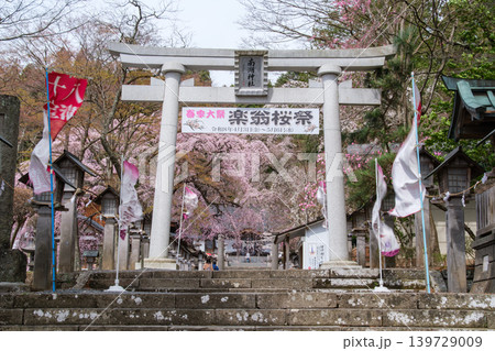南湖神社の桜 139729009