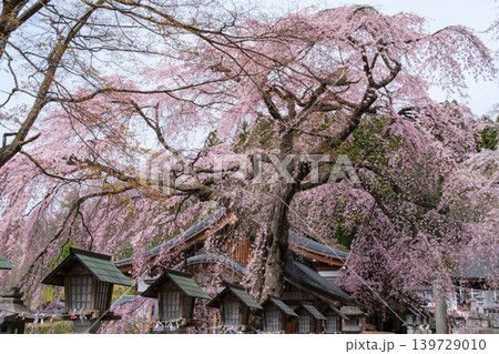 楽翁桜と灯籠 楽翁桜と灯籠 139729010