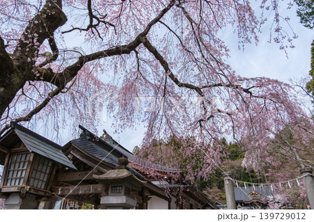 楽翁桜と鳥居 楽翁桜と鳥居 139729012