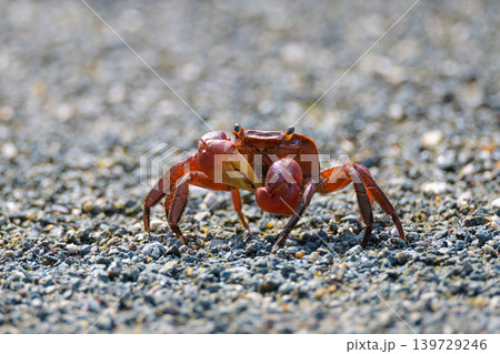 砂利道を歩く真っ赤なアカテガニのクローズアップ 139729246