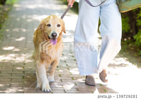 ペット　大型犬　お散歩をしているゴールデンレトリバー 139729281