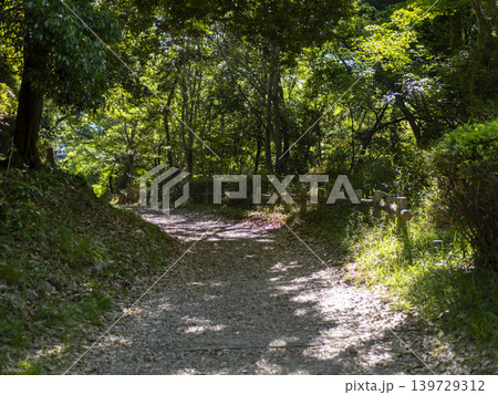 鮮やかな新緑が広がる五月山のハイキングコース 139729312
