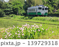 小湊鐵道「ヒルザキツキミソウ咲く田園風景を走る列車」 小湊鐵道「ヒルザキツキミソウ咲く田園風景を走る列車」 139729318