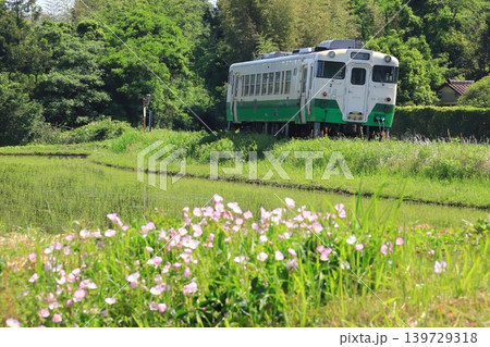 小湊鐵道「ヒルザキツキミソウ咲く田園風景を走る列車」 小湊鐵道「ヒルザキツキミソウ咲く田園風景を走る列車」 139729318