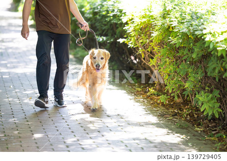 ペット　大型犬　お散歩をしているゴールデンレトリバー 139729405